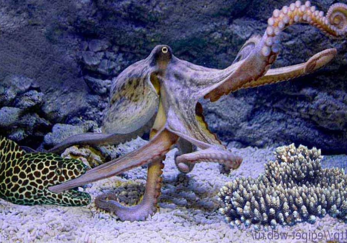 Губан дракон