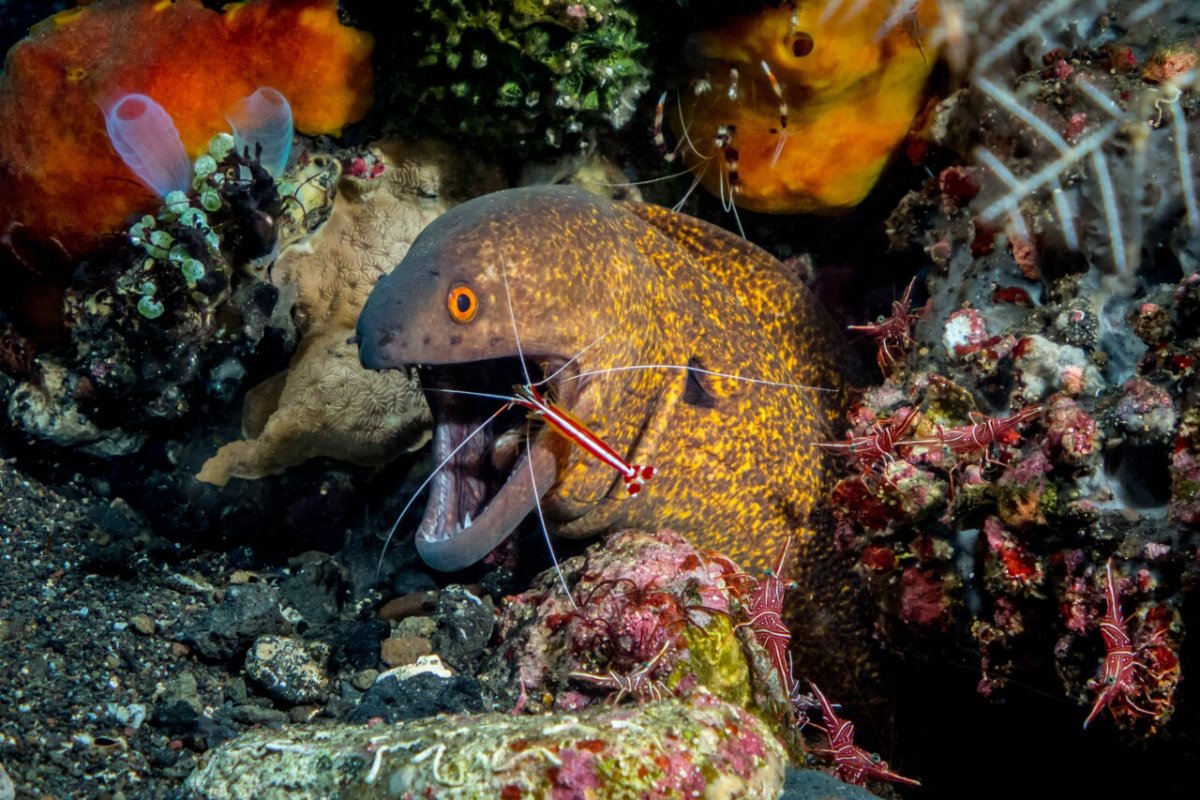 Мурена и чистильщик