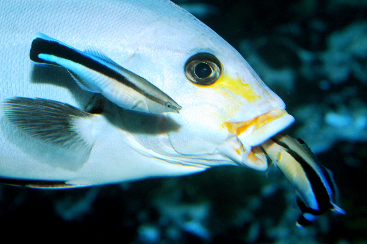 Речная мурена