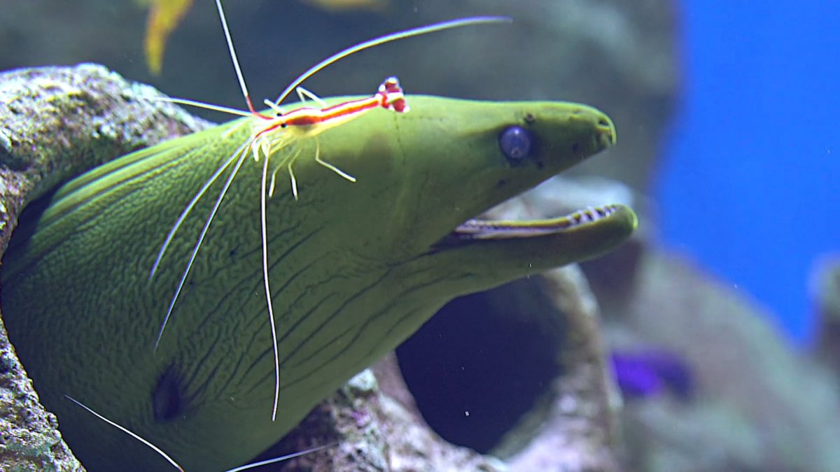 Симбиоз мурены и креветки