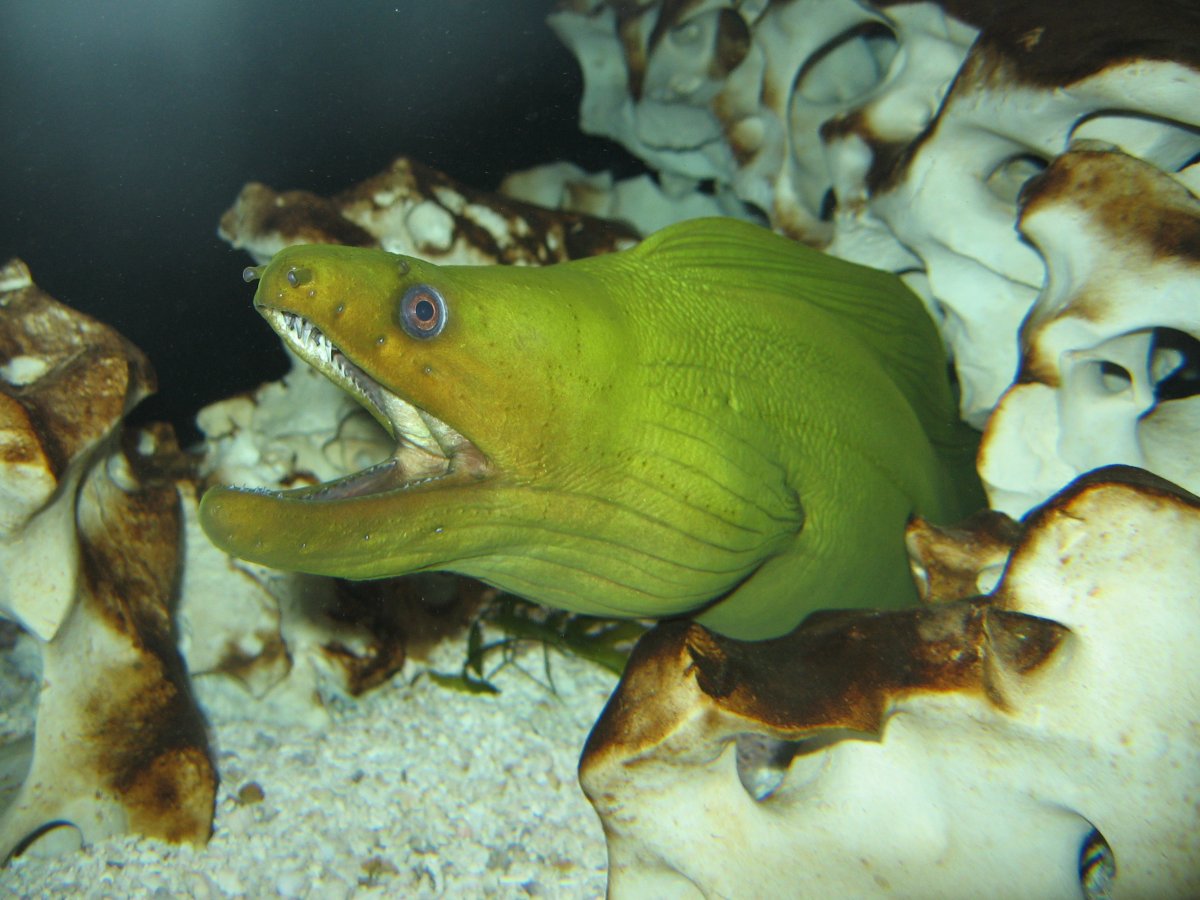 Мурена рыба электрическая