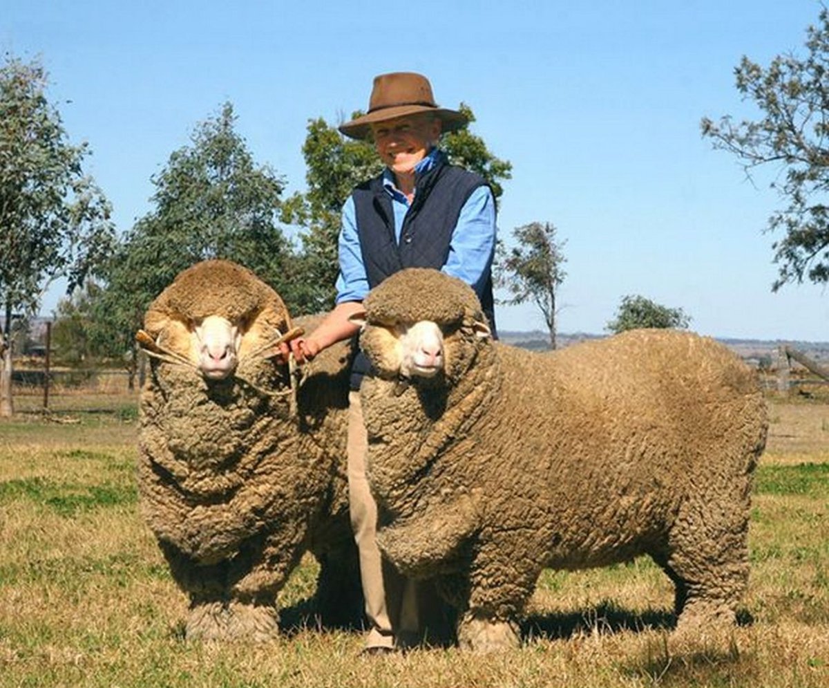 Порода овец Merinos