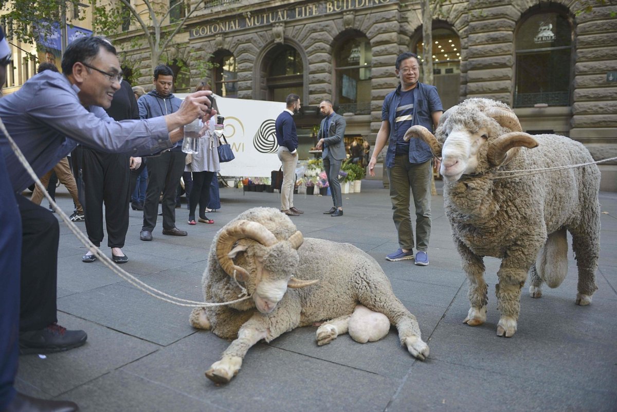 Самый большой баран в мире