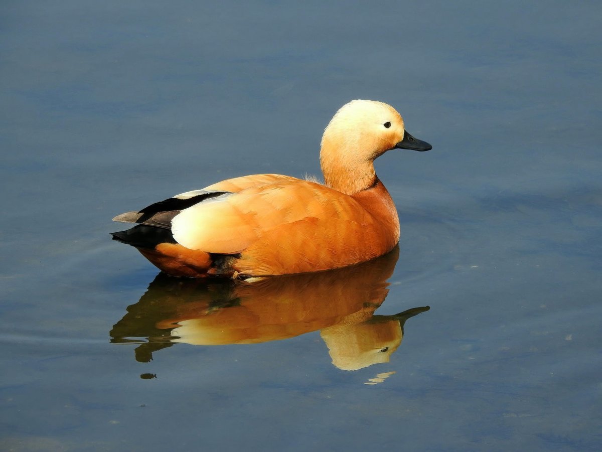 Кряква, чирок,Огарь