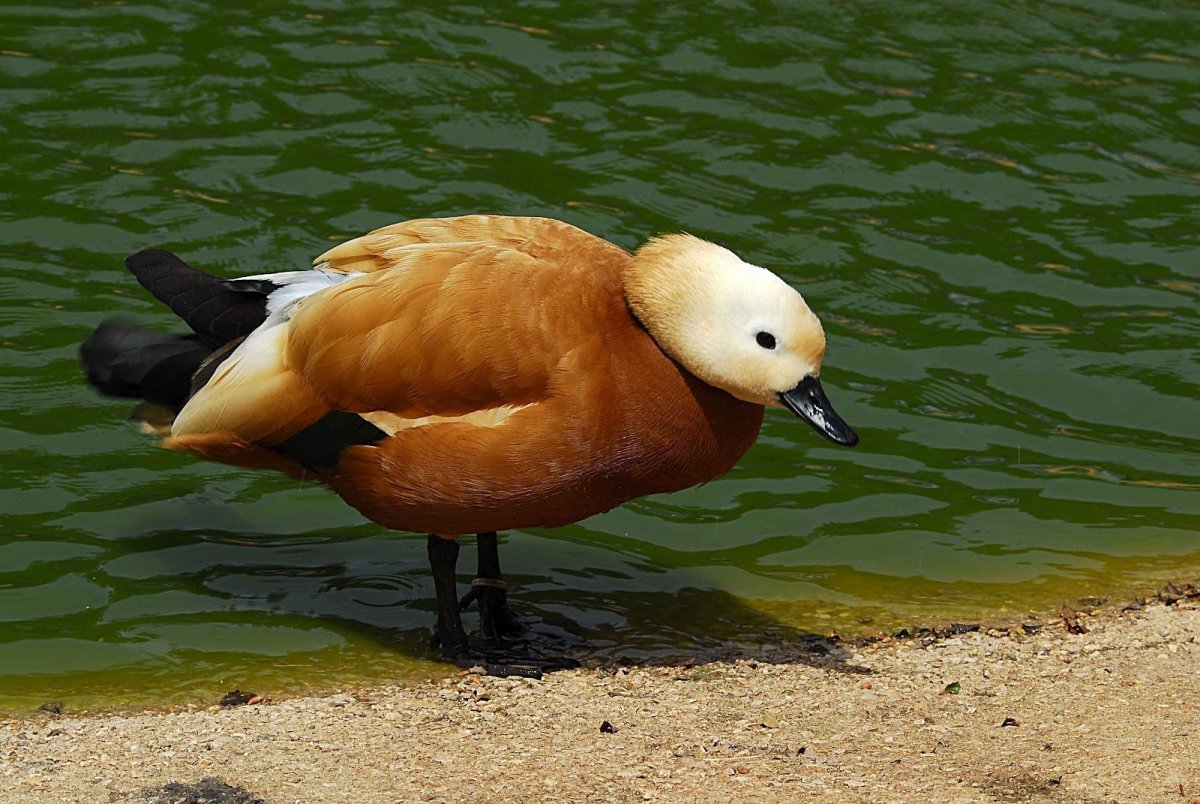 Австралийский Огарь