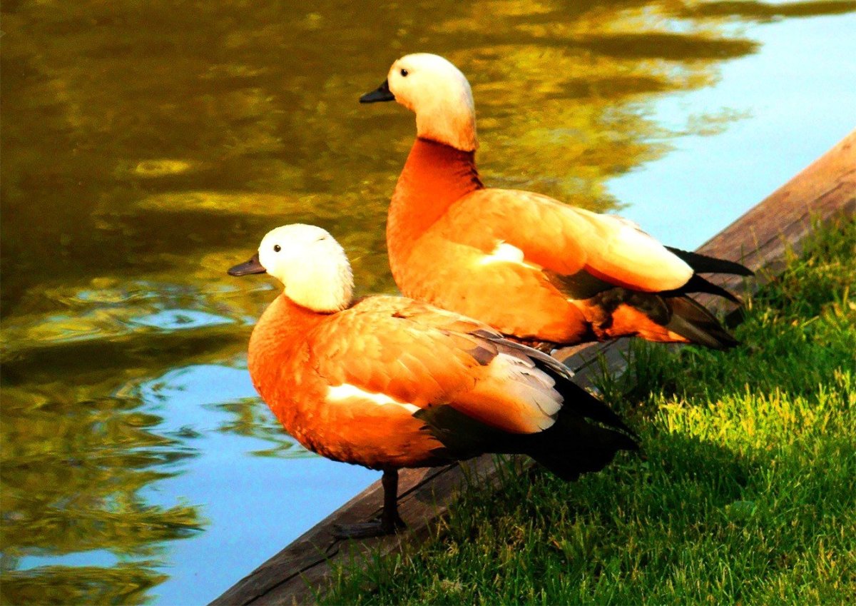 Утка Огарь с утятами