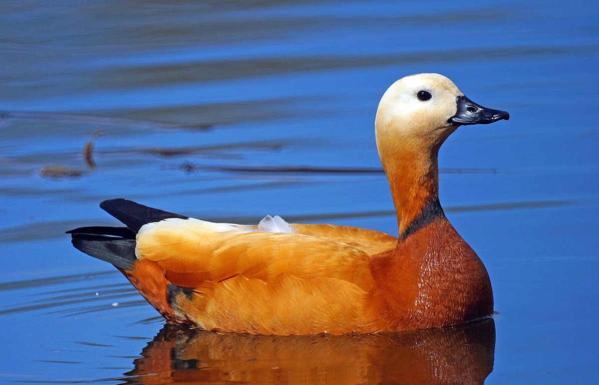 Турпан Огарь