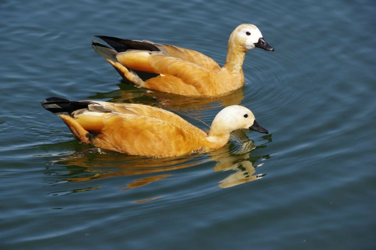 Огарь селезень