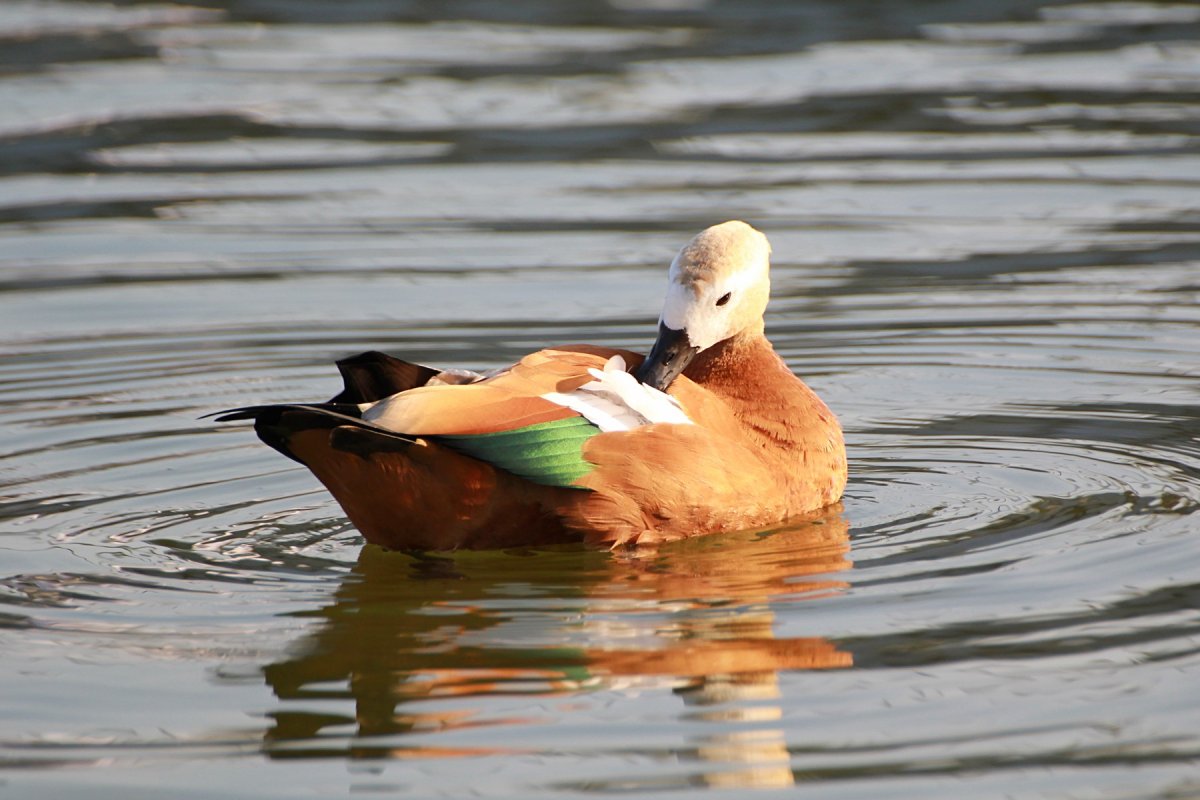 Огарь утка самка