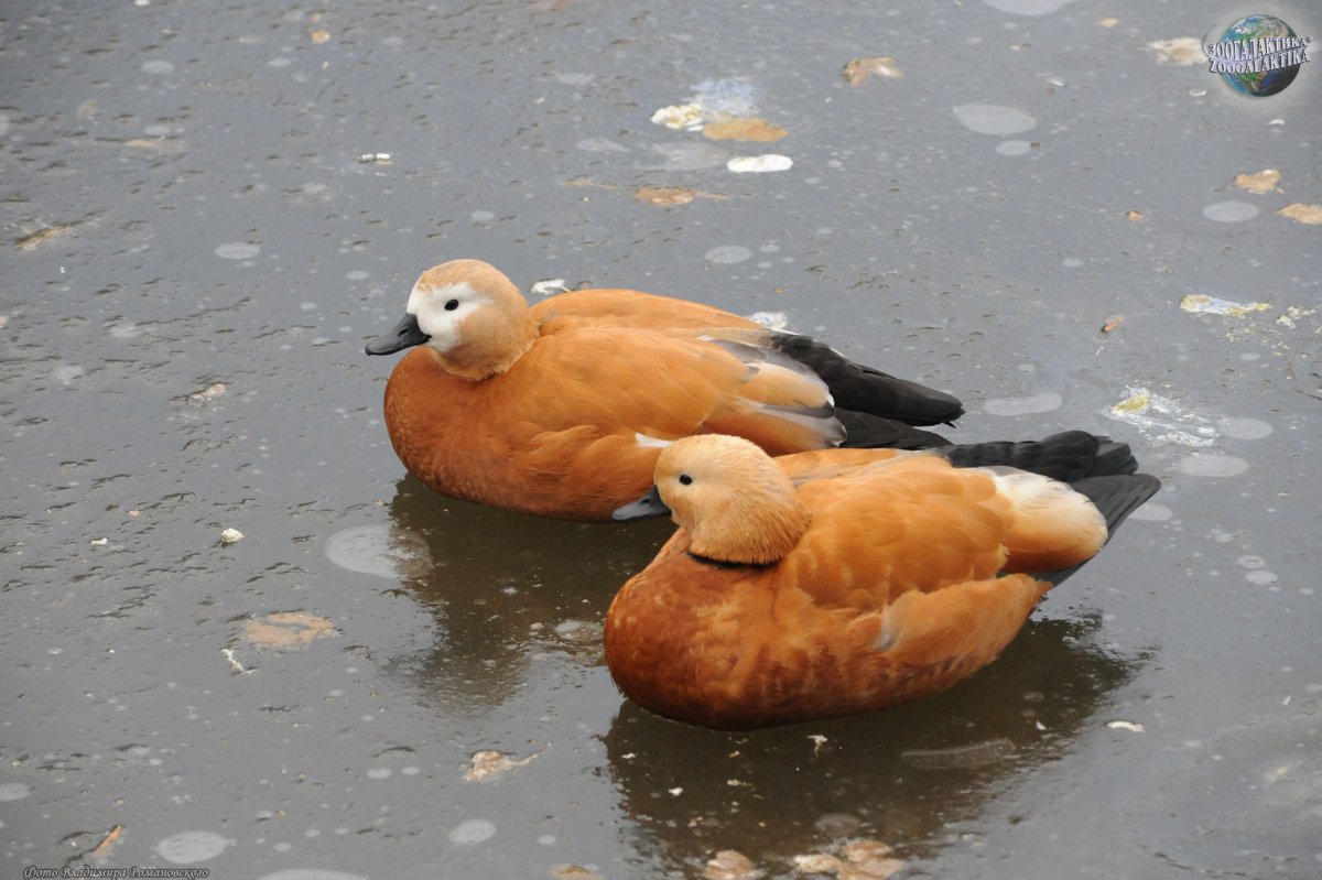 Съедобная утка Огарь