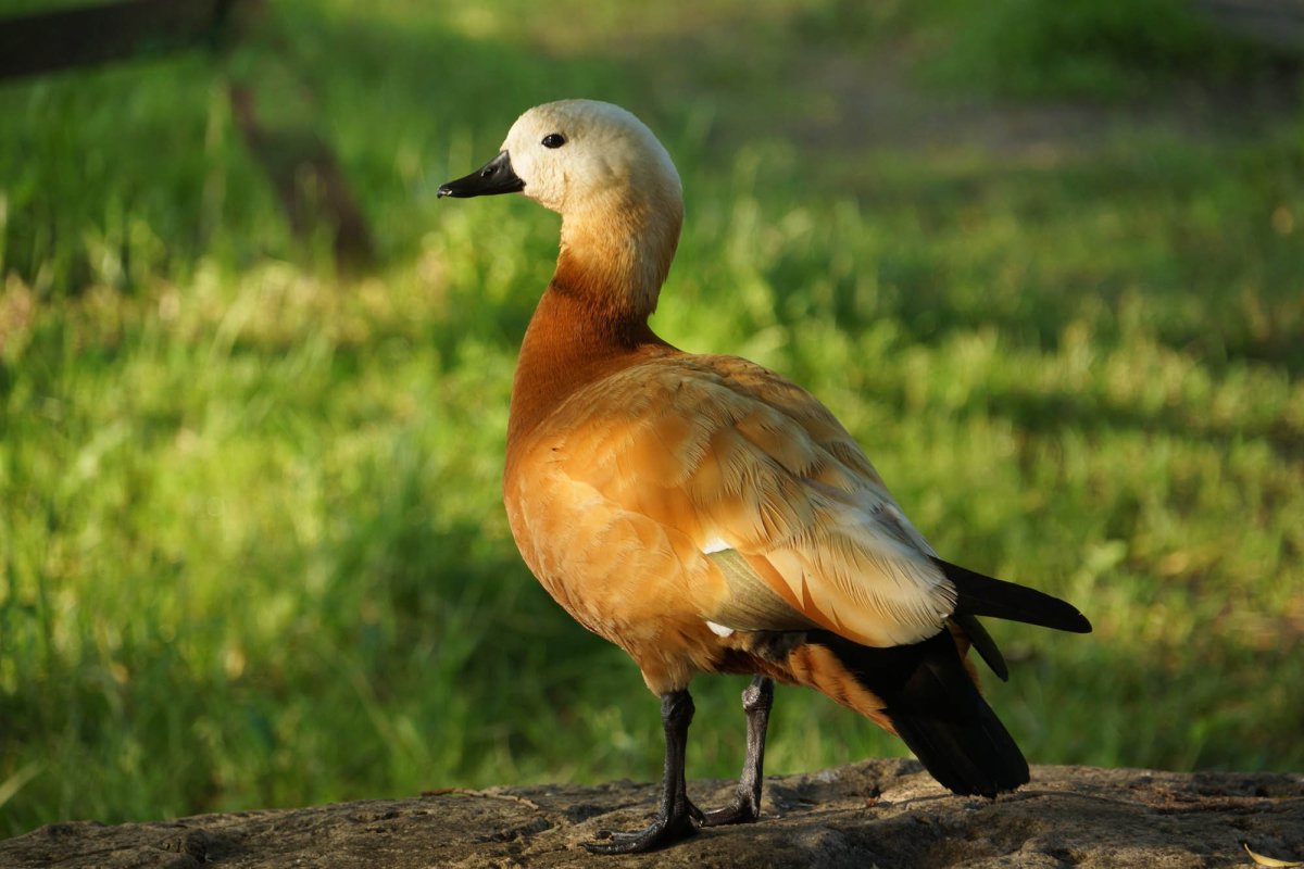 Новозеландский Огарь