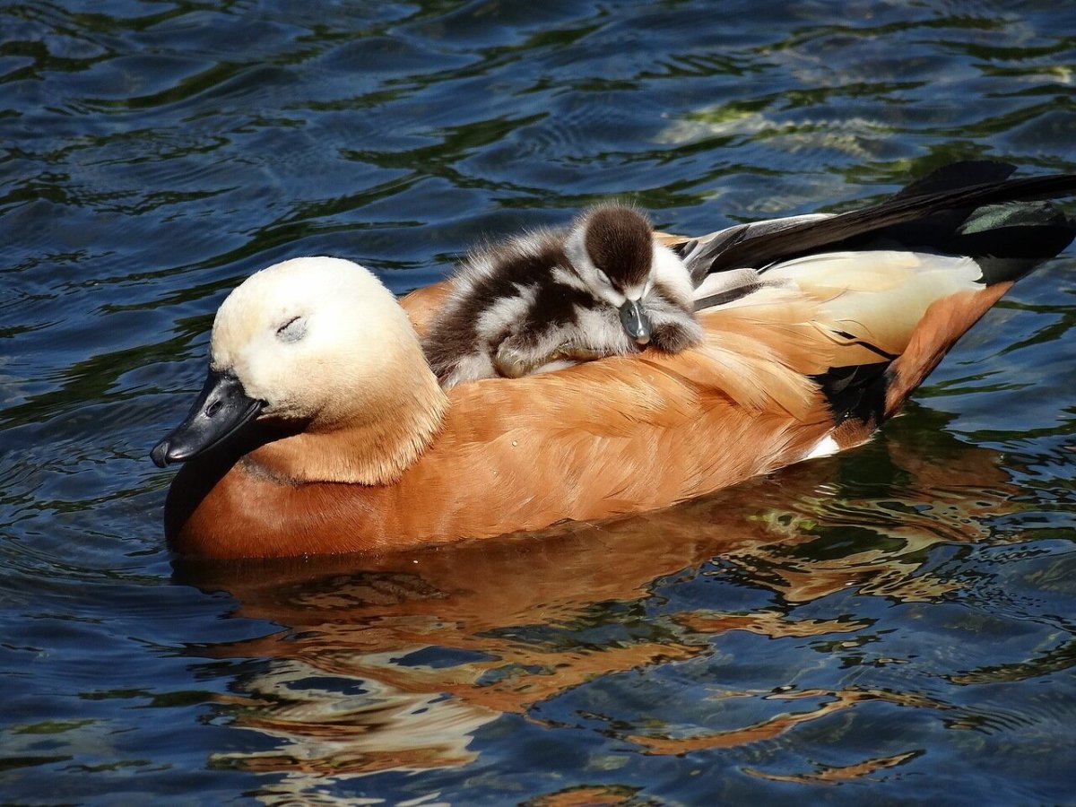 Новозеландский Огарь