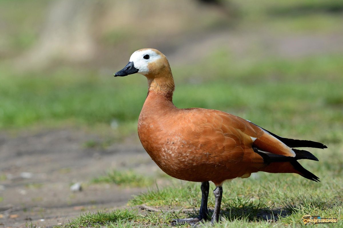 Австралийский Огарь