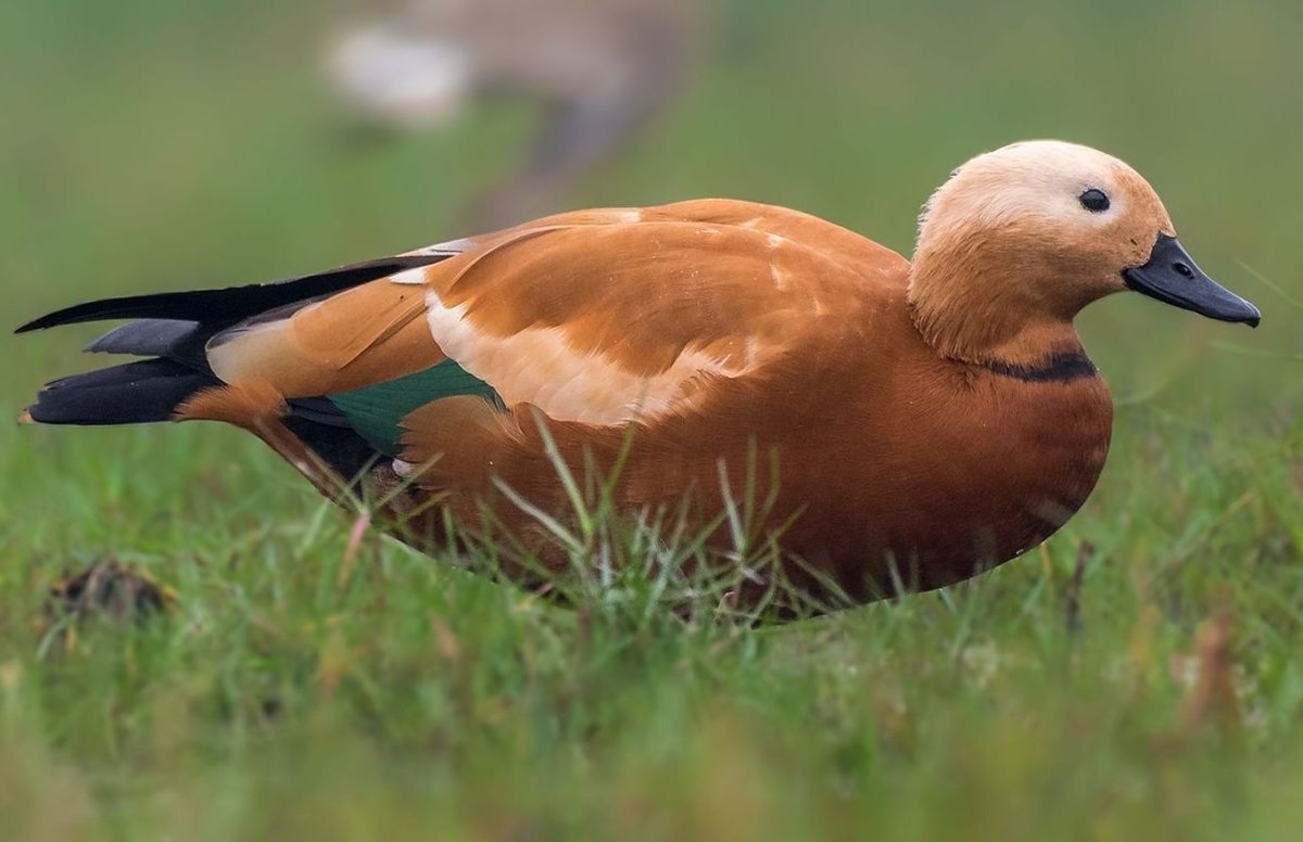 Огарь самка и самец