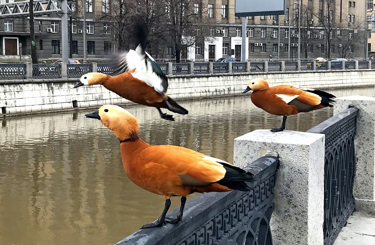 Утка Огарь охота