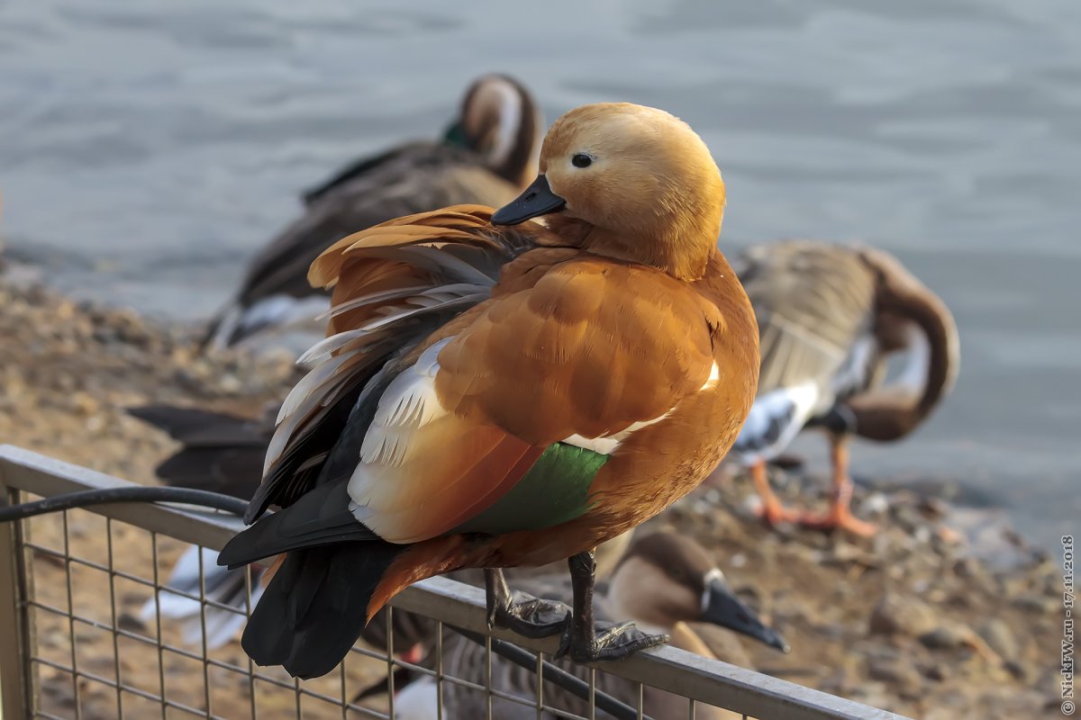 Огарь самка и самец