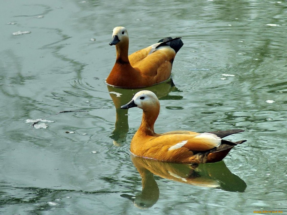 Кряква vs Огарь