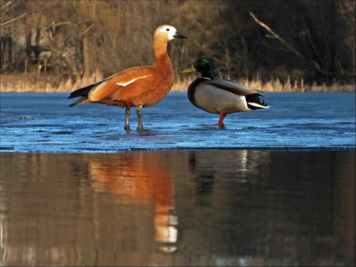 Кряква, чирок,Огарь