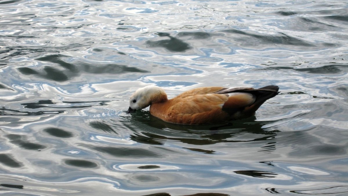 Огарь утка альбинос