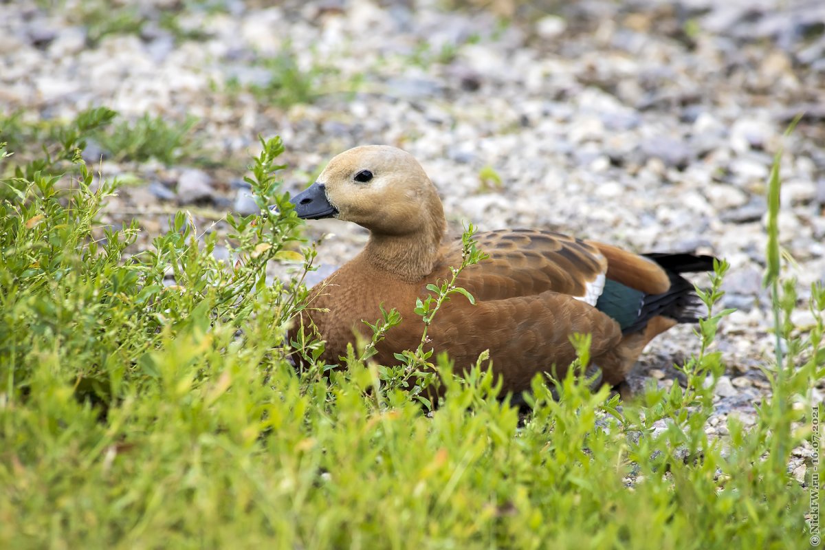 Ксения Огарь