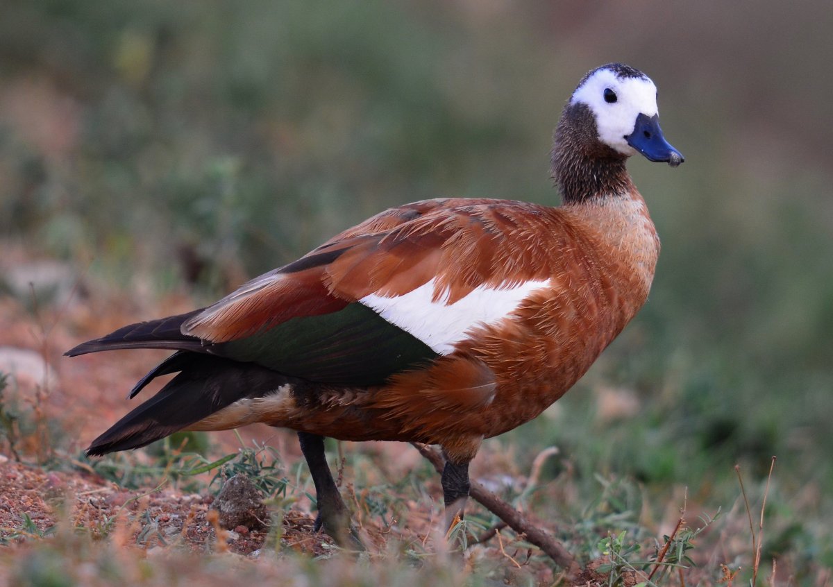 Хохлатая пеганка Tadorna cristata