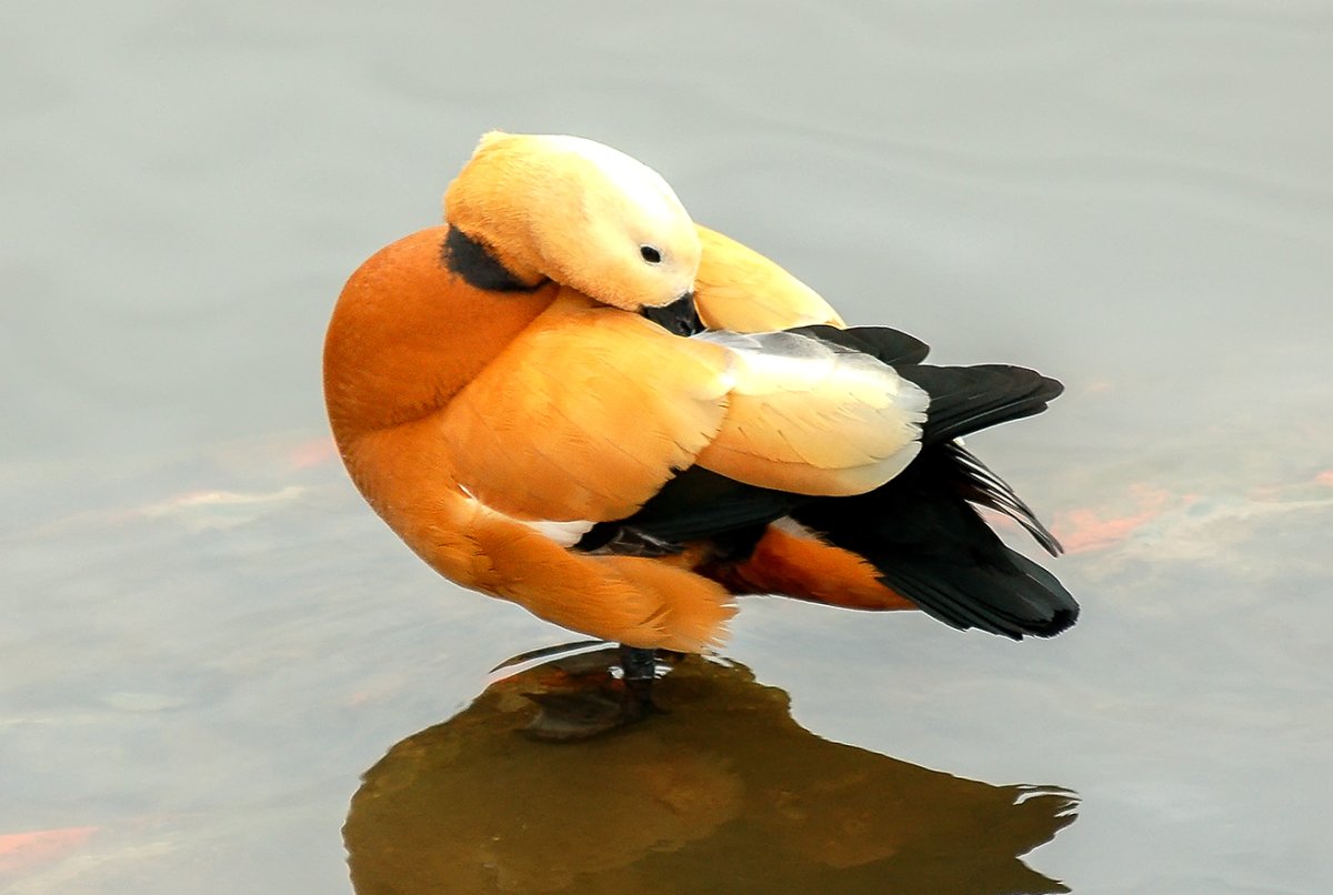 Черно бело оранжевые водоплавающие птицы