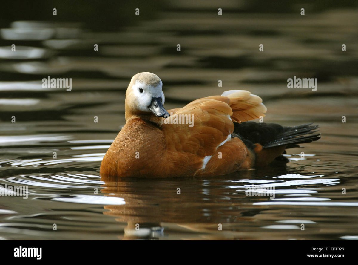 Дикие утки Огарь