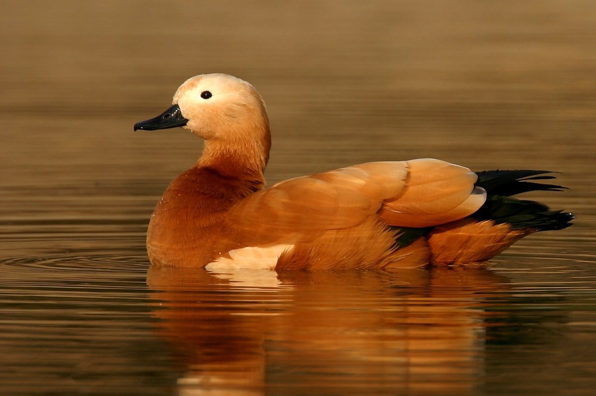 Огарь Байкальский