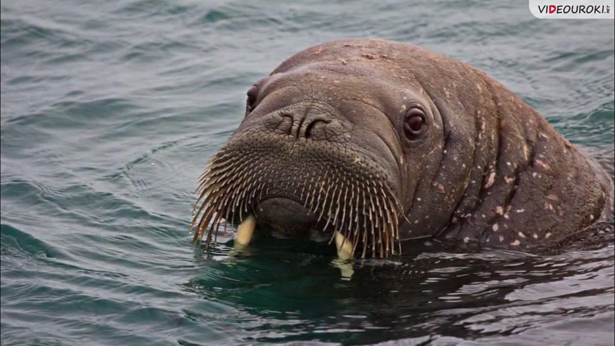 Ластоногие моржи