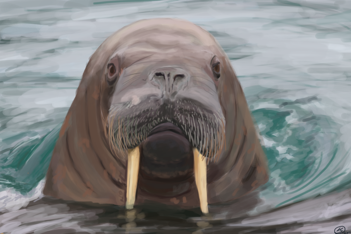 Дальневосточный морж