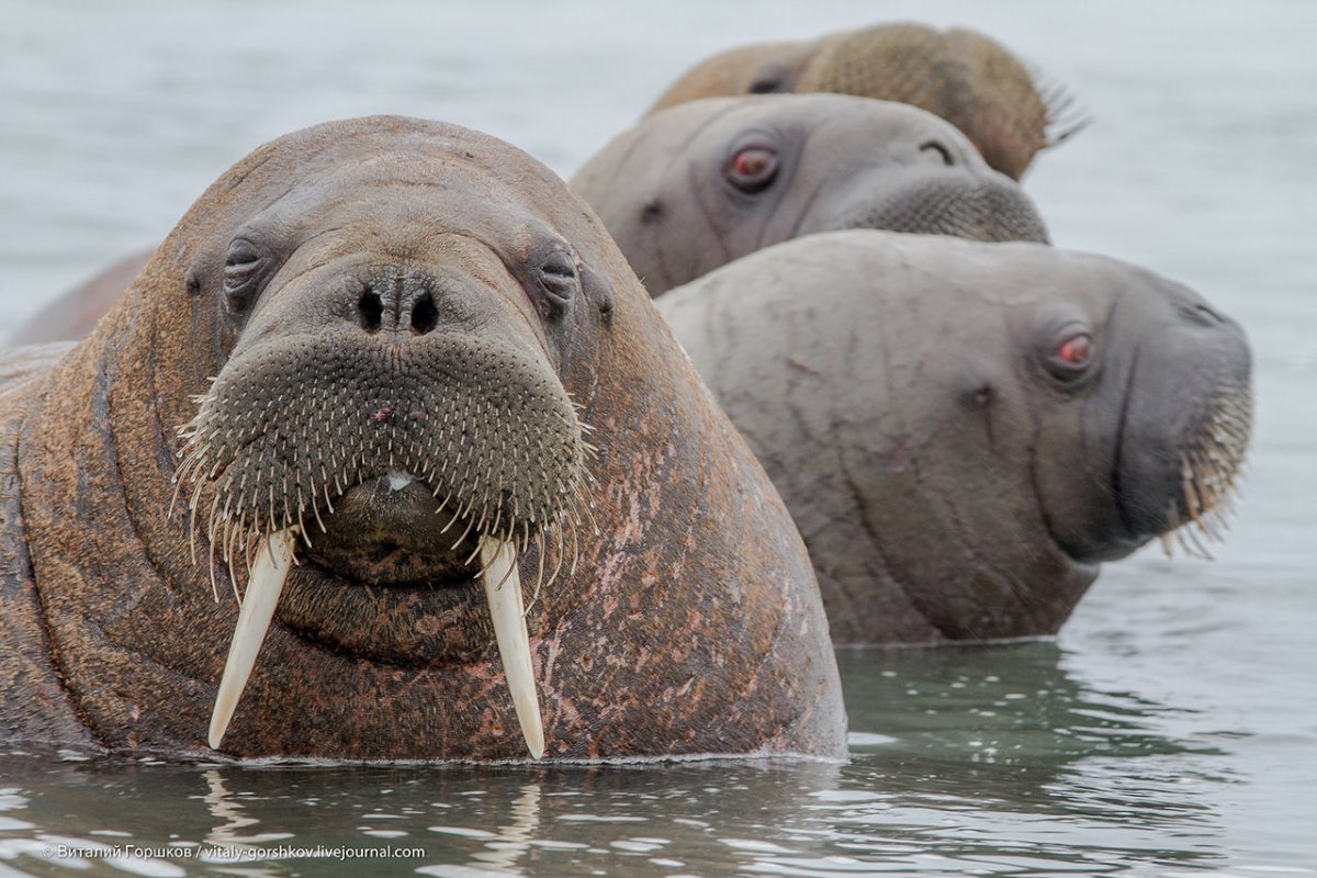 Атлантический подвид моржа.