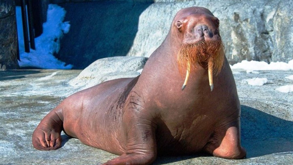 Моржи в Карском море