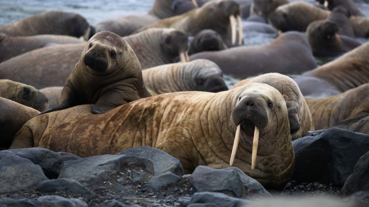 Большой Арктический заповедник морж