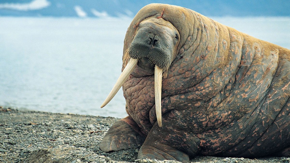 Антарктида морж