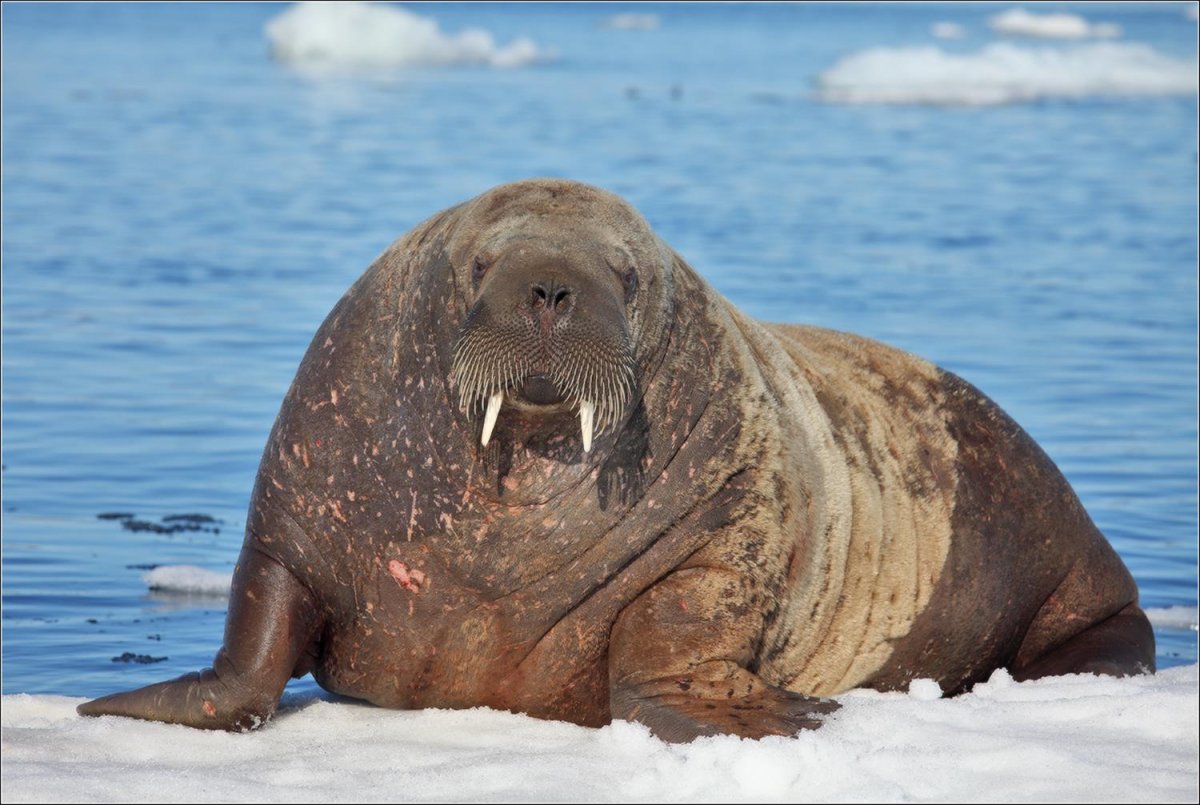 Остров Врангеля заповедник моржи
