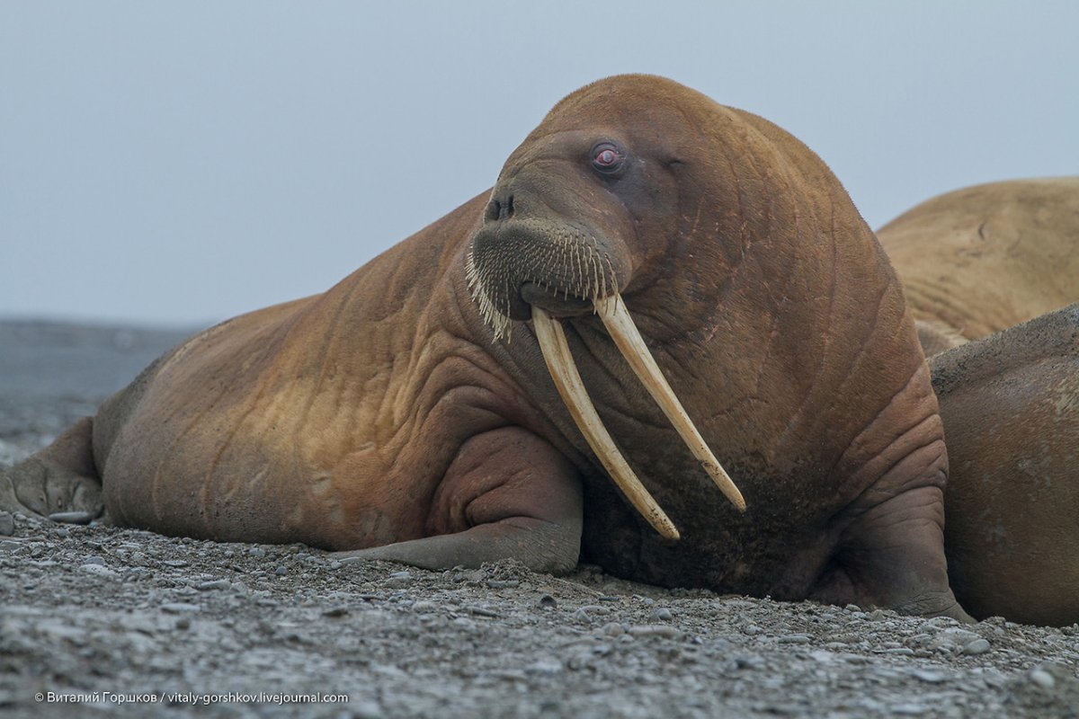 Морж (Odobenus rosmarus)
