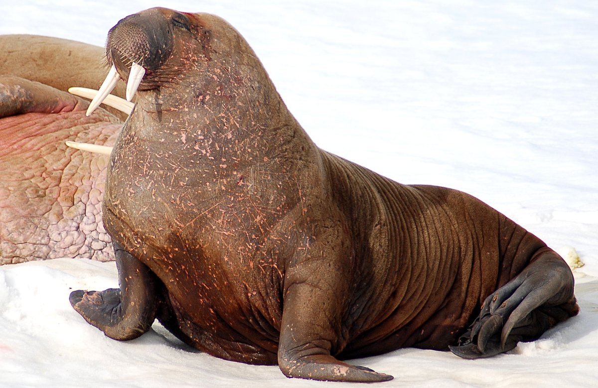 Ластоногие млекопитающие морж