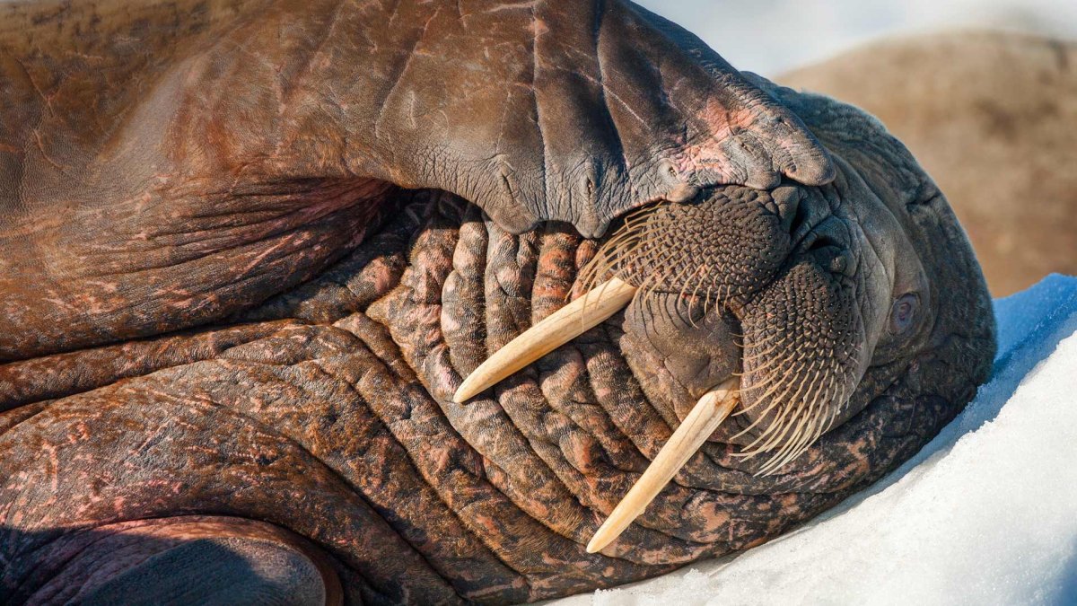 Лаптевский морж