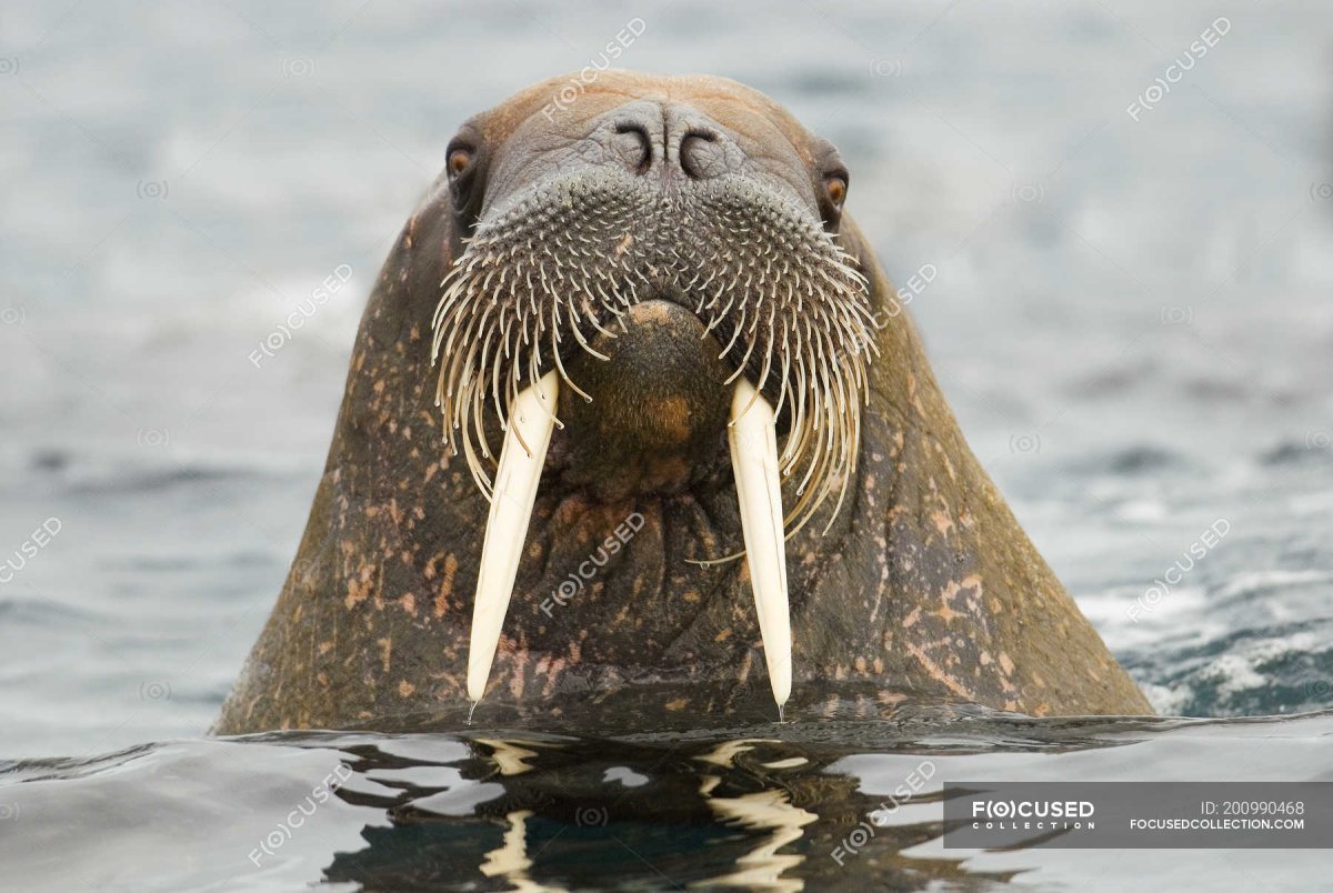 Атлантический морж из красной книги