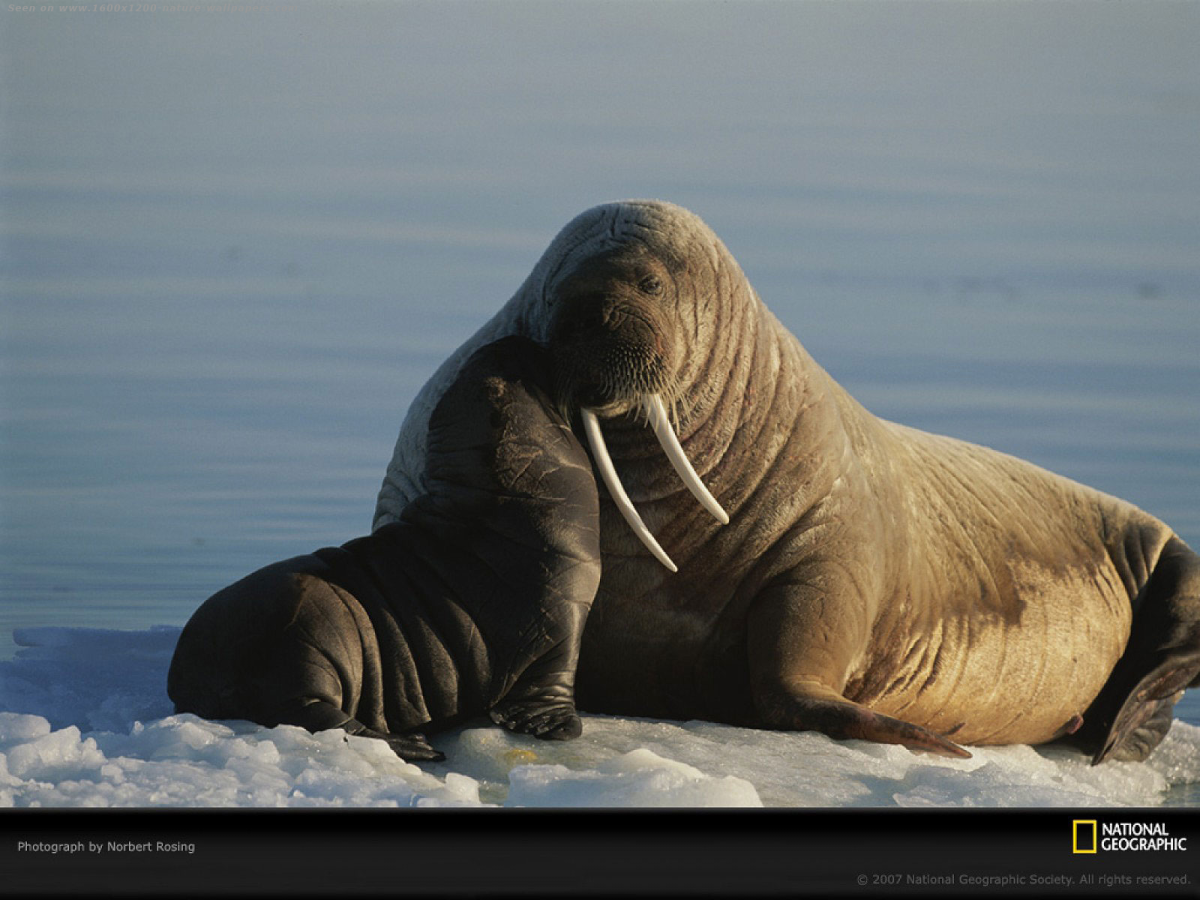 Ластоногие моржи