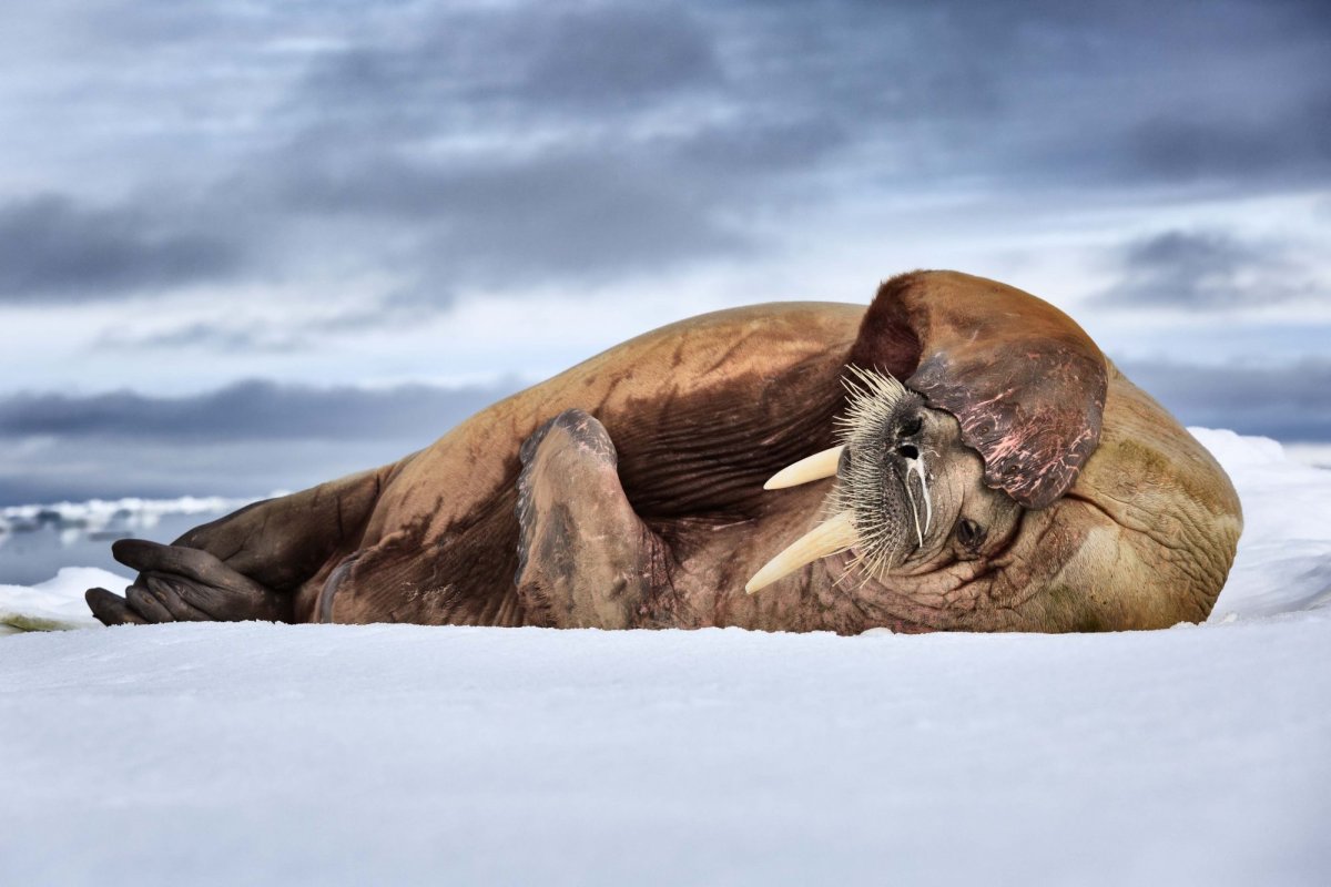 Национальный парк русская Арктика Атлантический морж