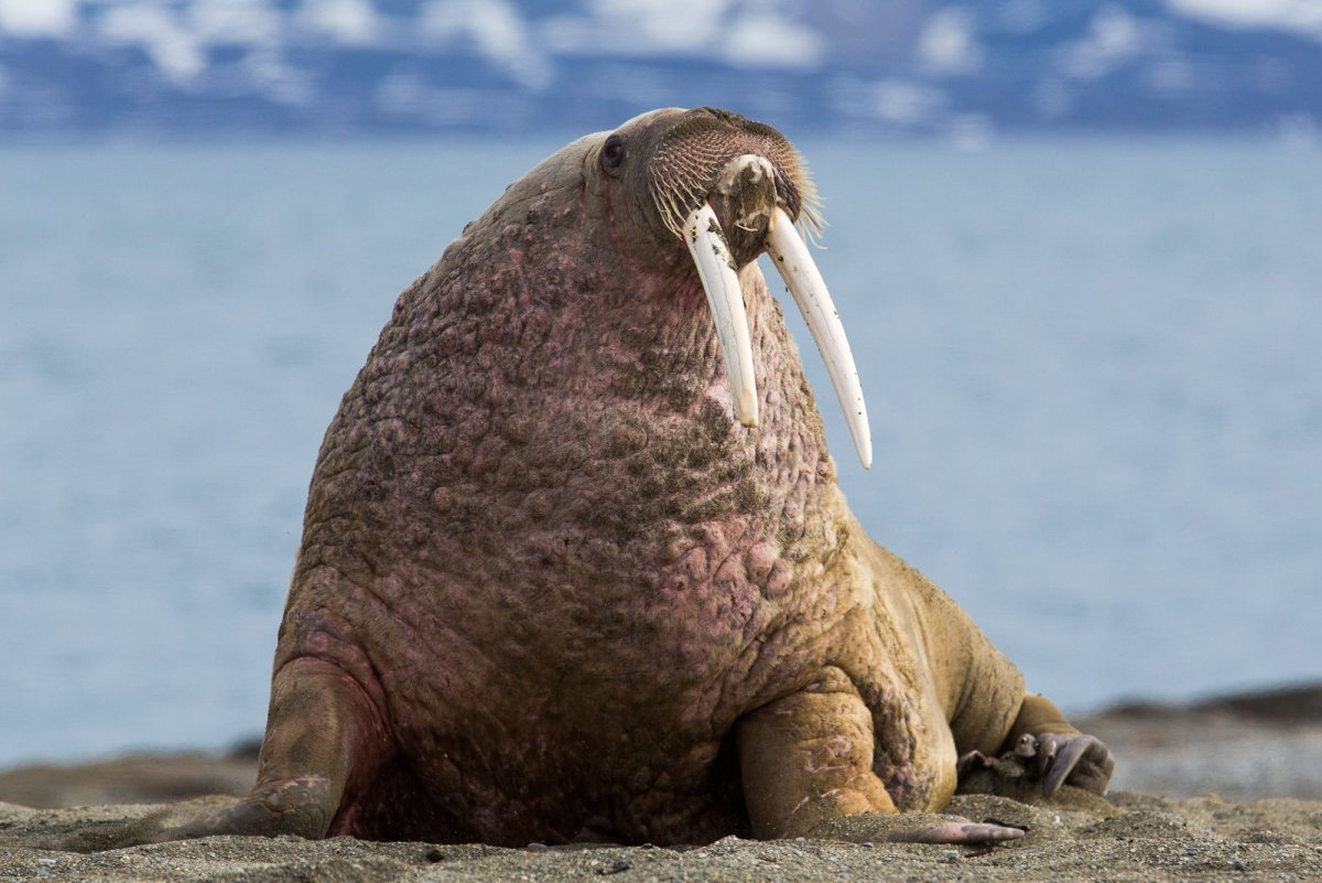 Atlantic Walrus