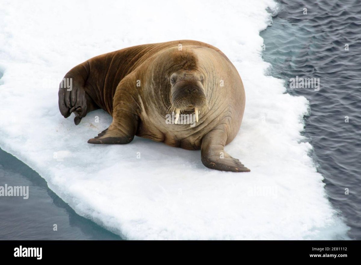 Печорское море моржи