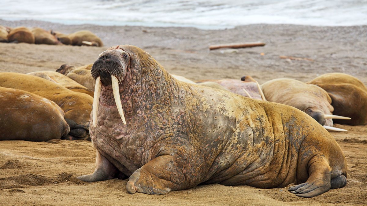 Атлантический морж ЯНАО