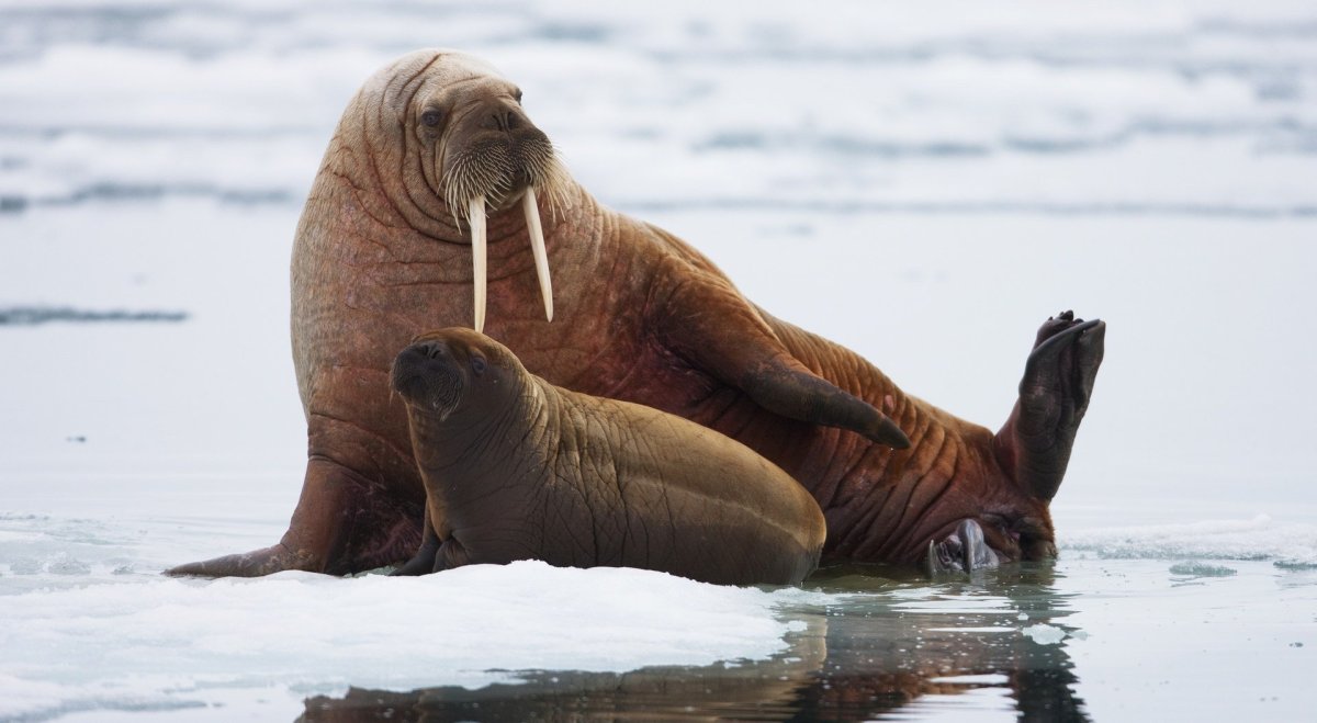 Моржиха Фрейя