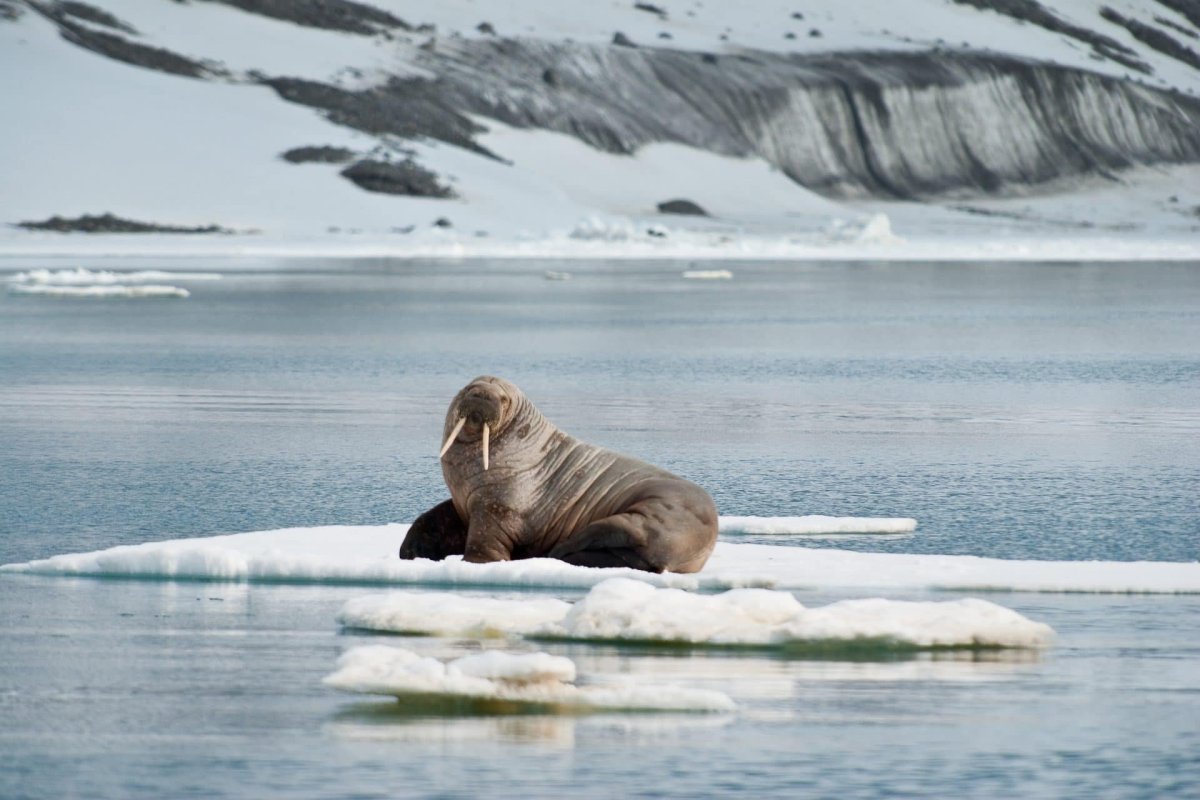 Летающий морж