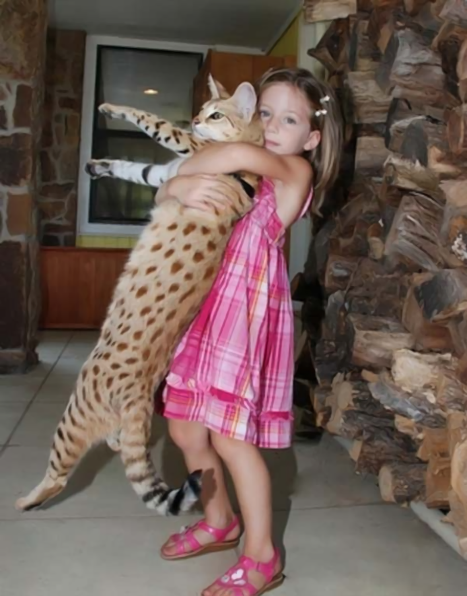 Баривель Мейн