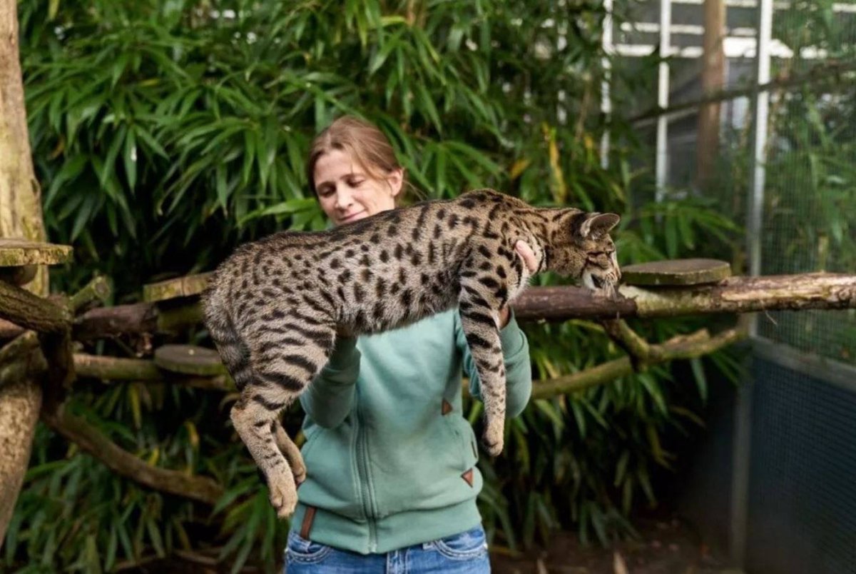 Самые толстые кошки в мире