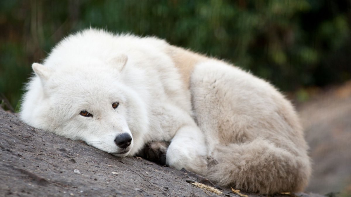 Макензийский Тундровый волк