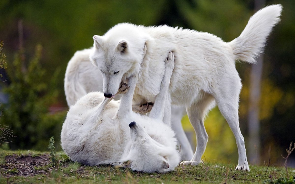 Белый волк на природе